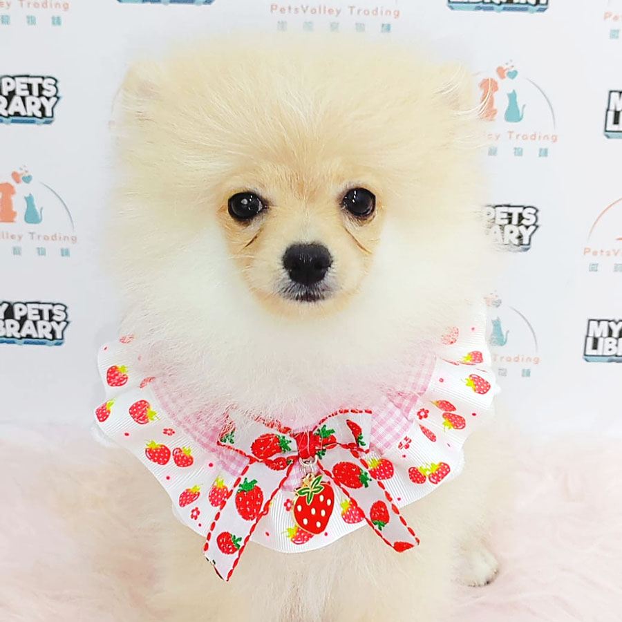 Pomeranian Puppy (Male) For Sale