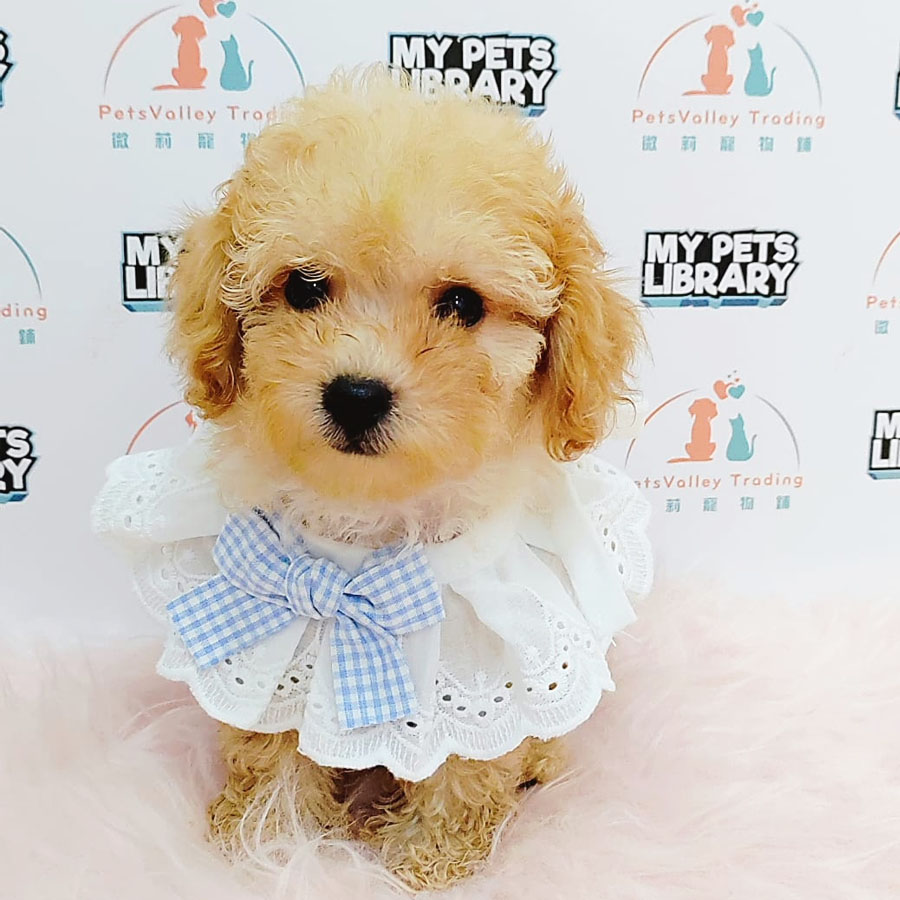 Tiny Poodle Puppy (Male) For Sale