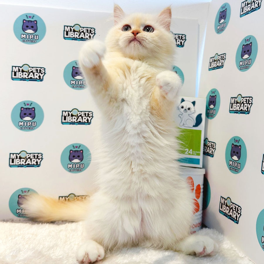 Persian Kitten (Female) For Sale
