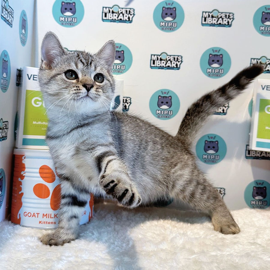 Munchkin British Shorthair Kitten (Male) For Sale