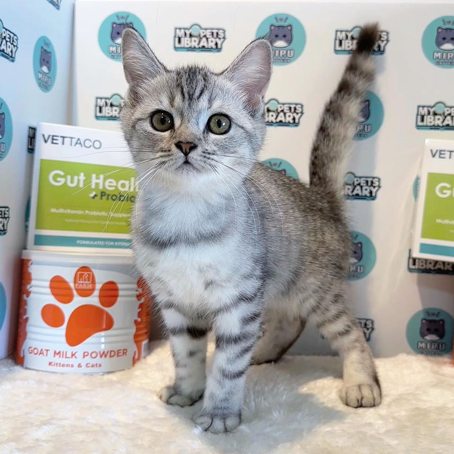 Munchkin British Shorthair Kitten (Female) For Sale