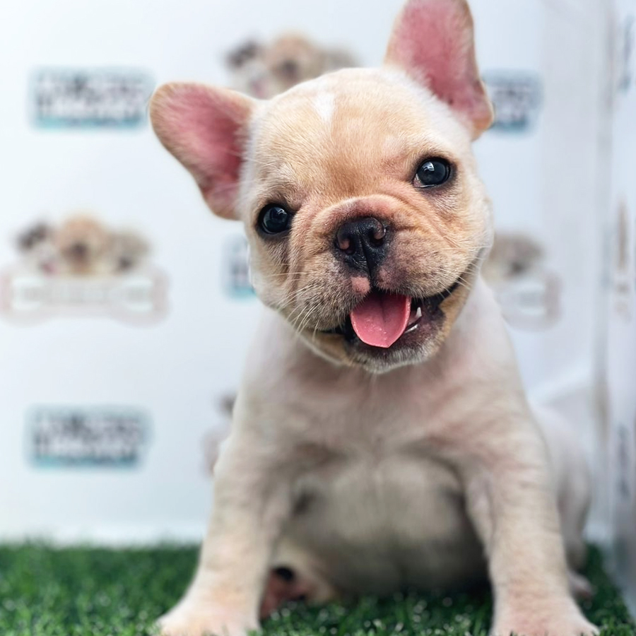 French Bulldog Puppy (Female) For Sale