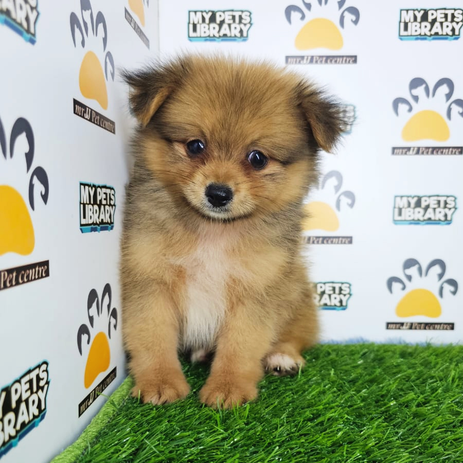 Pomapoo Puppy (Male) For Sale