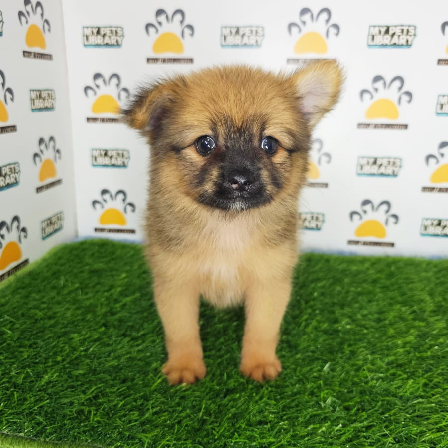 Pomapoo Puppy (Male) For Sale