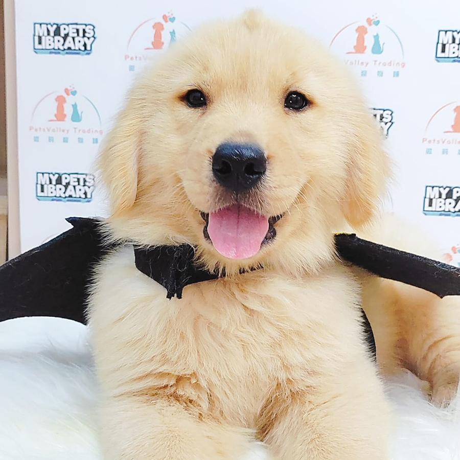 Golden Retriever Puppy (Male) For Sale