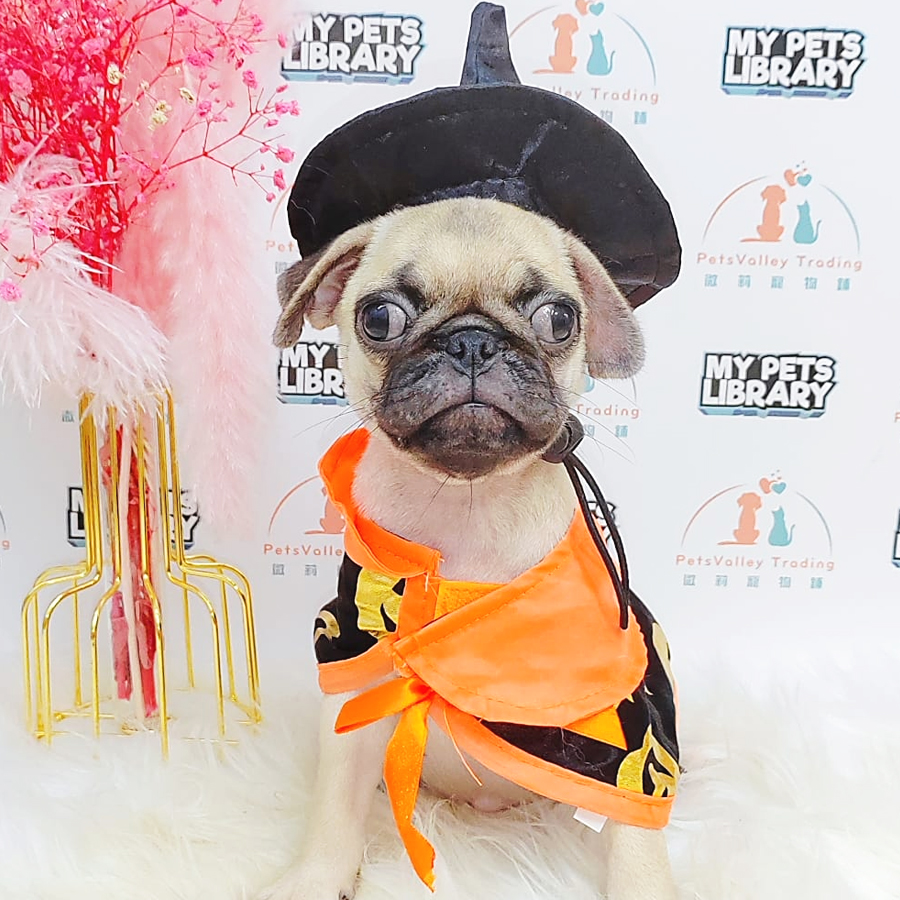 Pug Puppy (Female) For Sale