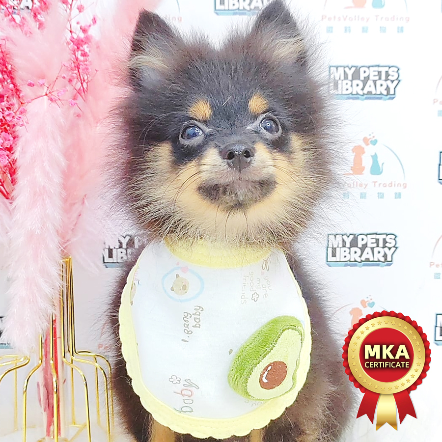MKA Pomeranian Puppy (Male) For Sale
