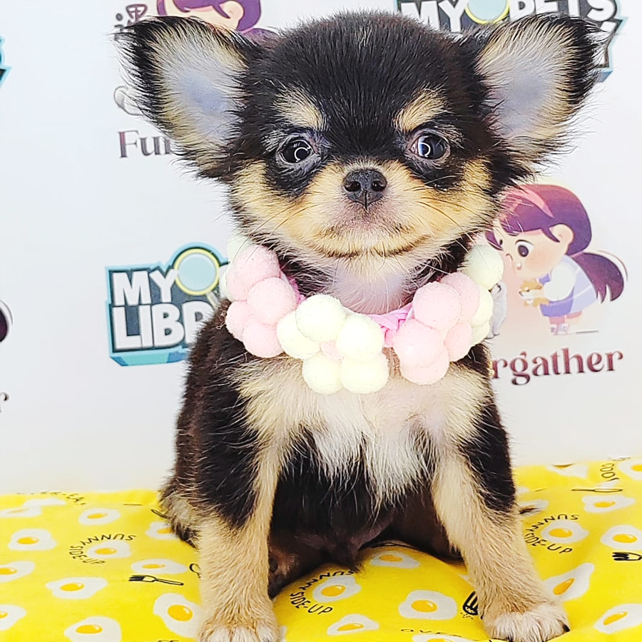 Longcoat Chihuahua Puppy (Male) For Sale