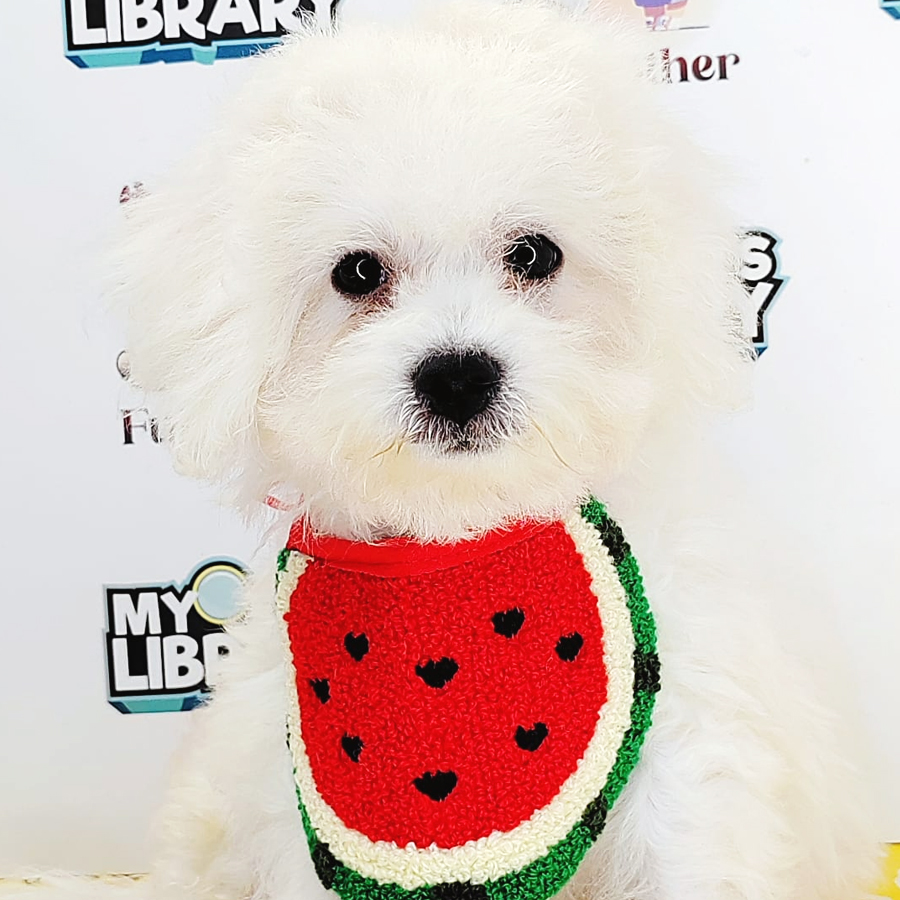 Bichon Frise Puppy (Male) For Sale