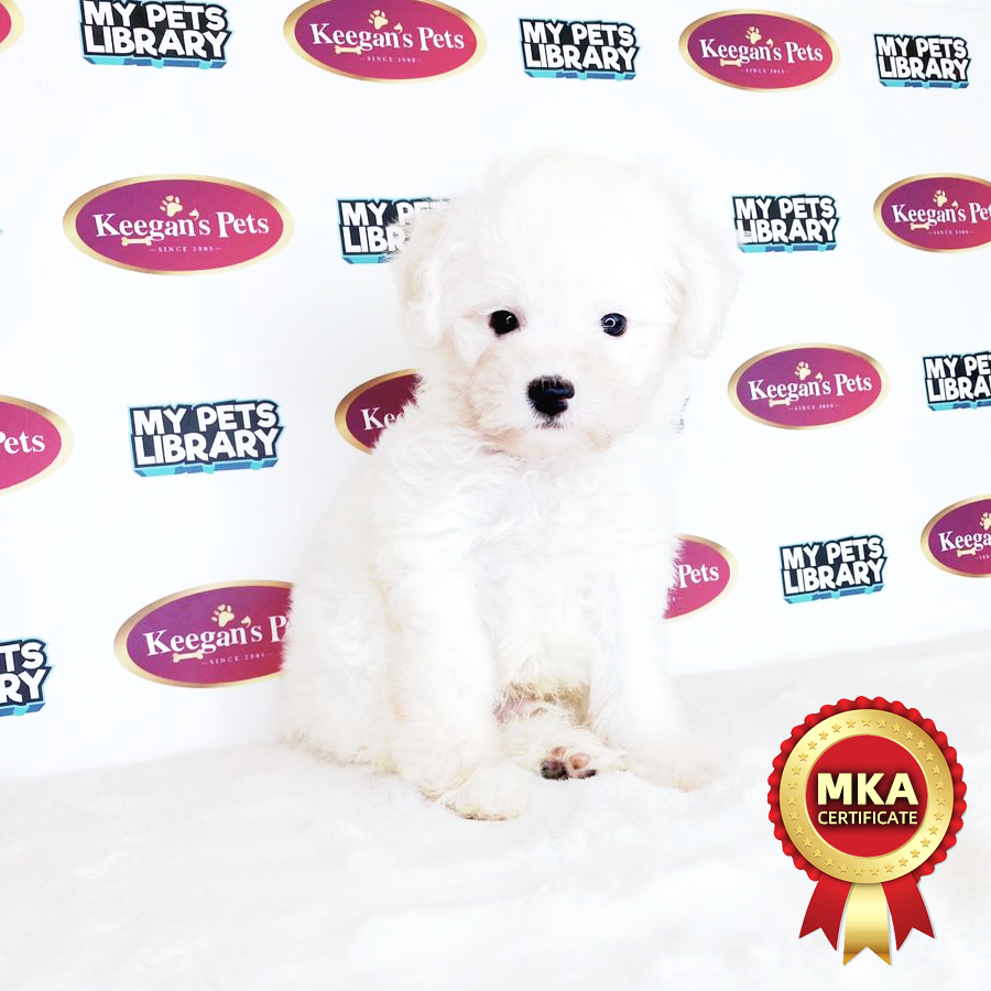 MKA Mini Bichon Frise Puppy (Male) For Sale
