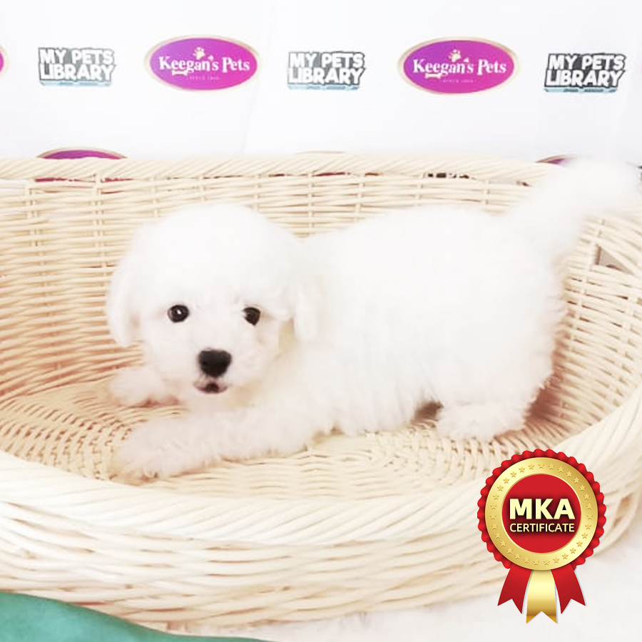 MKA Mini Bichon Frise Puppy (Male) For Sale