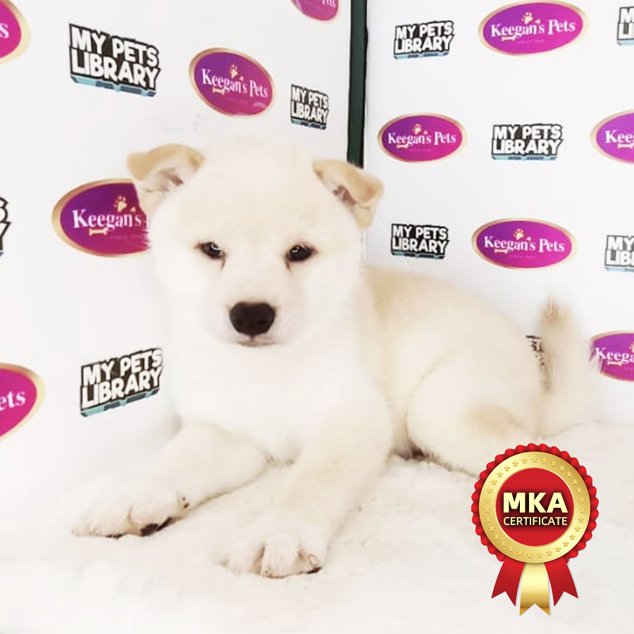 MKA Shiba Inu Puppy (Male) For Sale