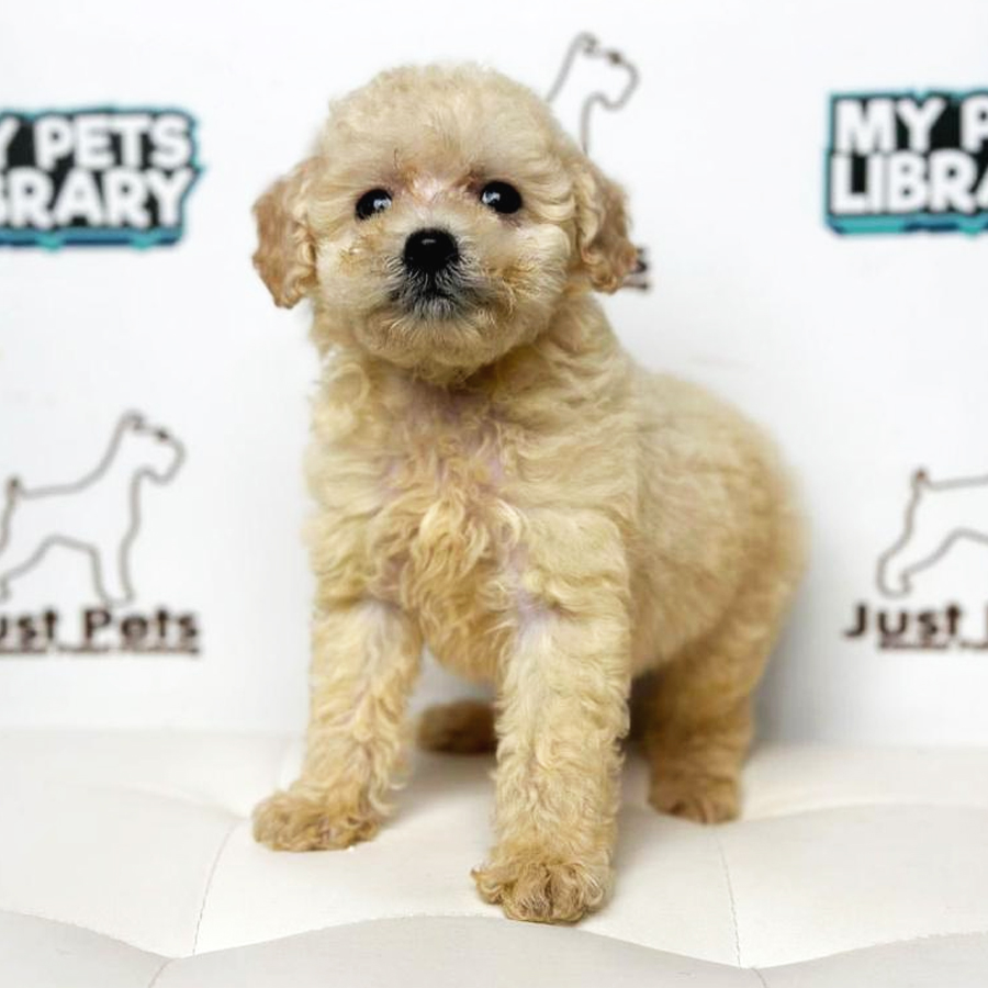 Toy Poodle Puppy (Female) For Sale
