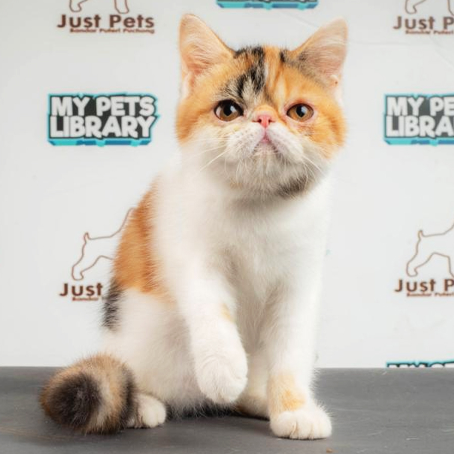 Exotic Shorthair Kitten (Female) For Sale