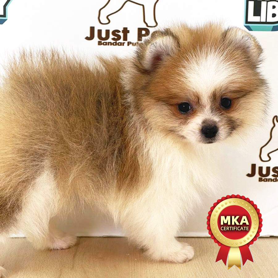 MKA Pomeranian Puppy (Female) For Sale