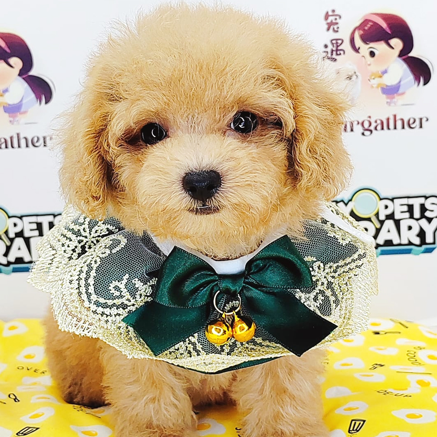 Tiny Poodle Puppy (Female) For Sale