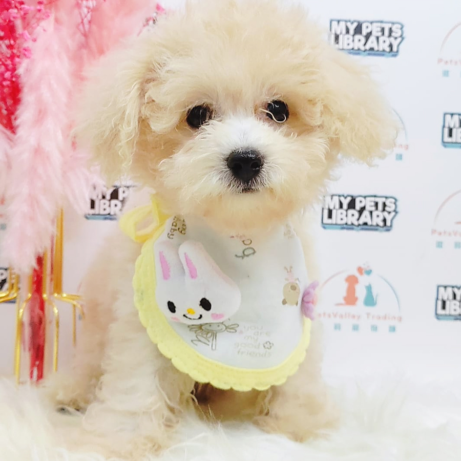 Maltipoo Puppy (Male) For Sale