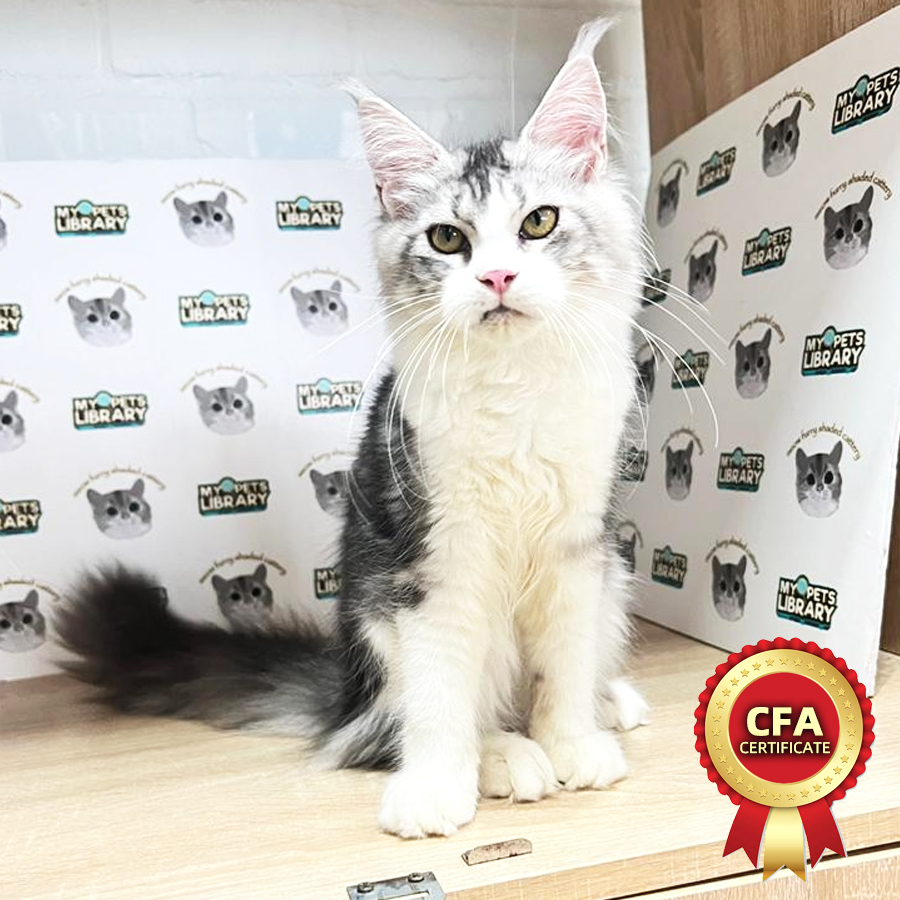CFA Maine Coon Kitten (Female) For Sale