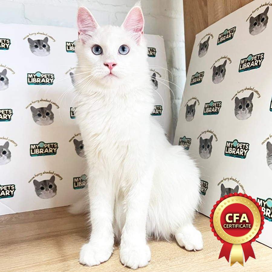CFA Maine Coon Kitten (Female) For Sale