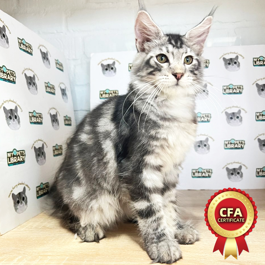 CFA Maine Coon Kitten (Male) For Sale