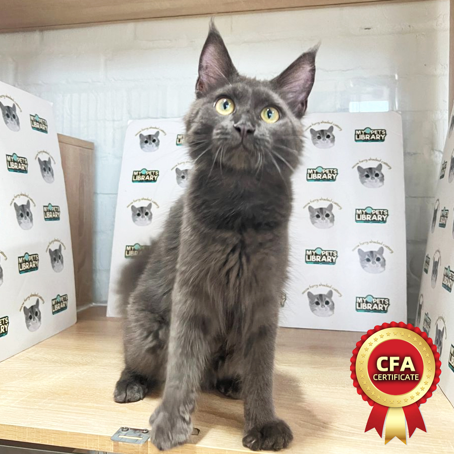 CFA Maine Coon Kitten (Female) For Sale