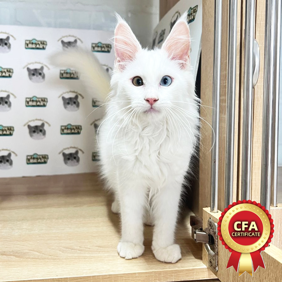 CFA Maine Coon Kitten (Male) For Sale