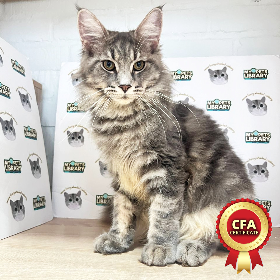 CFA Maine Coon Kitten (Male) For Sale