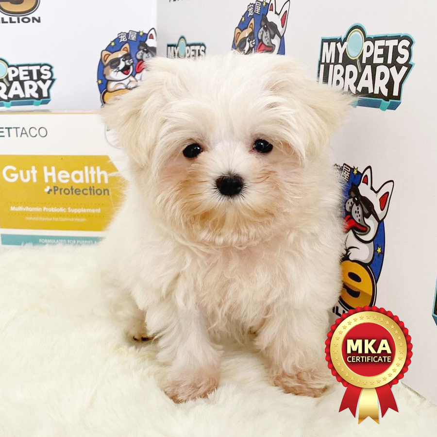 MKA Tiny Maltese Puppy (Female) For Sale