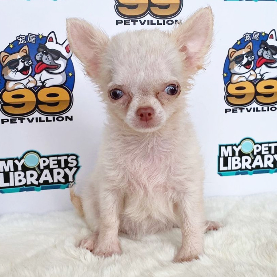 Chihuahua Puppy (Female) For Sale