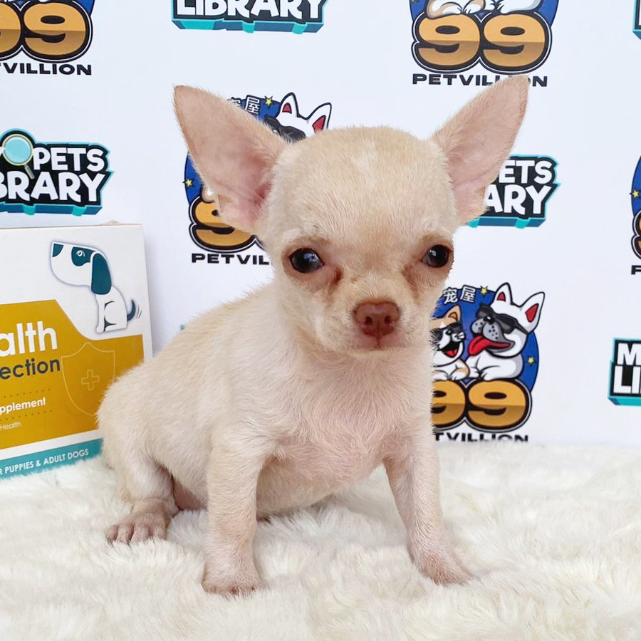 Chihuahua Puppy (Female) For Sale