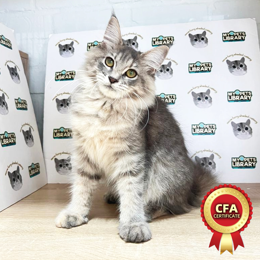 CFA Maine Coon Kitten (Female) For Sale