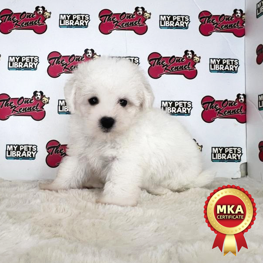 MKA Mini Bichon Frise Puppy (Male) For Sale