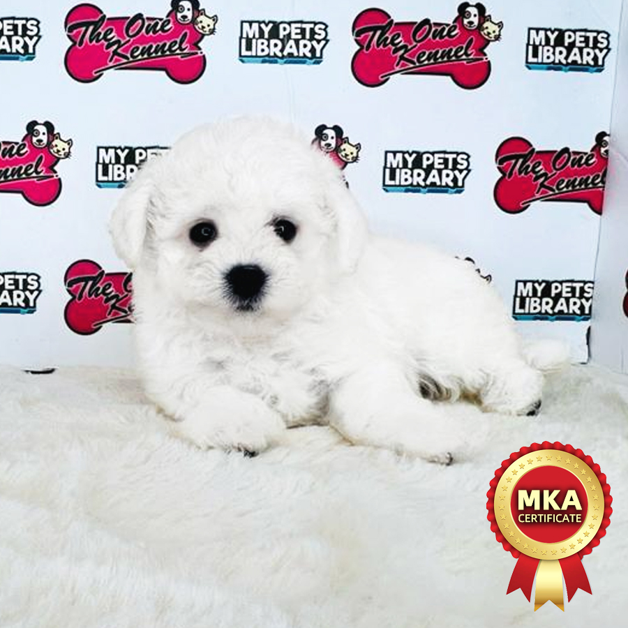 MKA Mini Bichon Frise Puppy (Female) For Sale