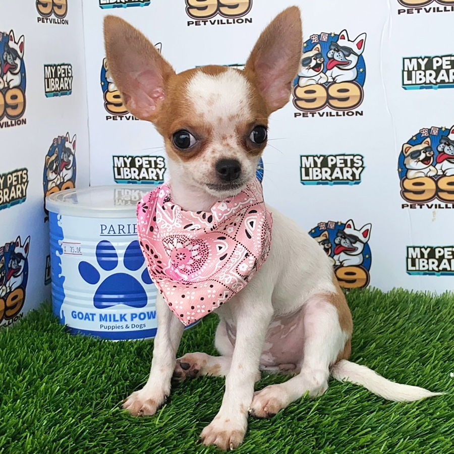 Chihuahua Puppy (Female) For Sale