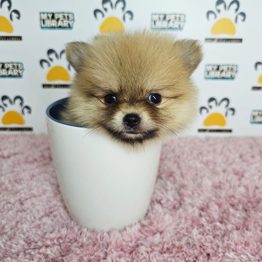 Teacup Pomeranian Puppy (Female) For Sale