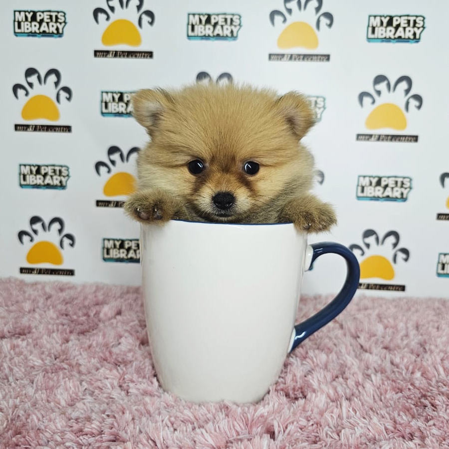 Teacup Pomeranian Puppy (Female) For Sale