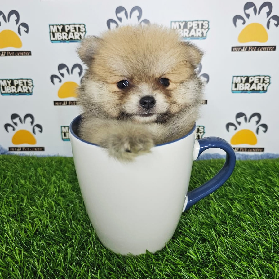 Teacup Pomeranian Puppy (Male) For Sale