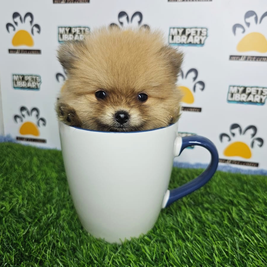 Teacup Pomeranian Puppy (Male) For Sale