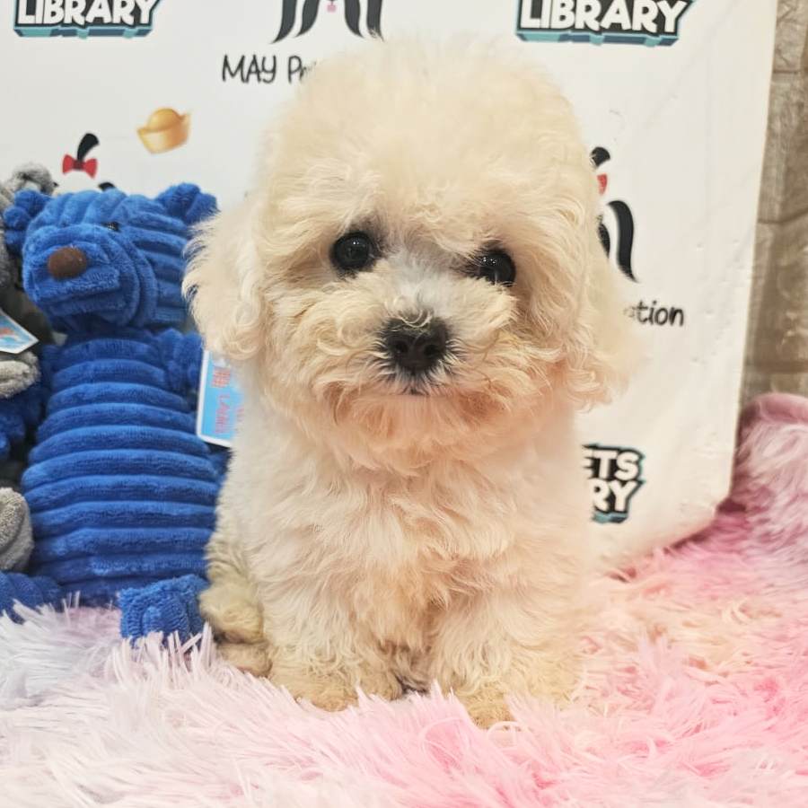 Maltipoo Puppy (Female) For Sale
