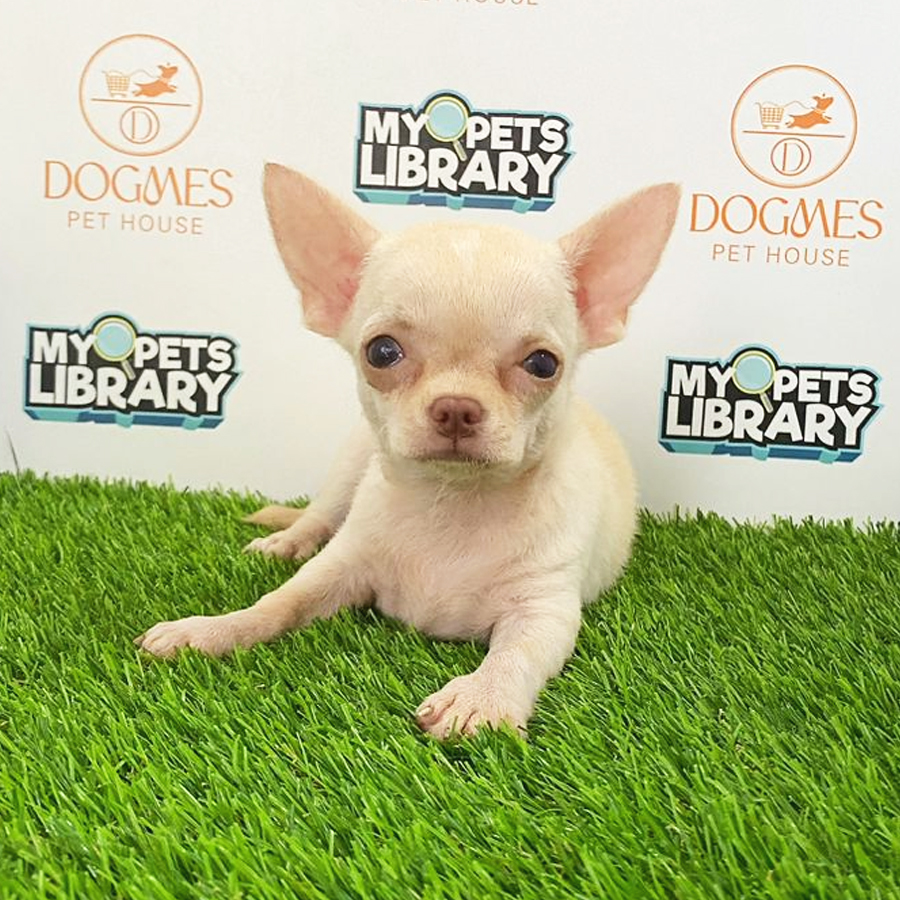 Chihuahua Puppy (Female) For Sale