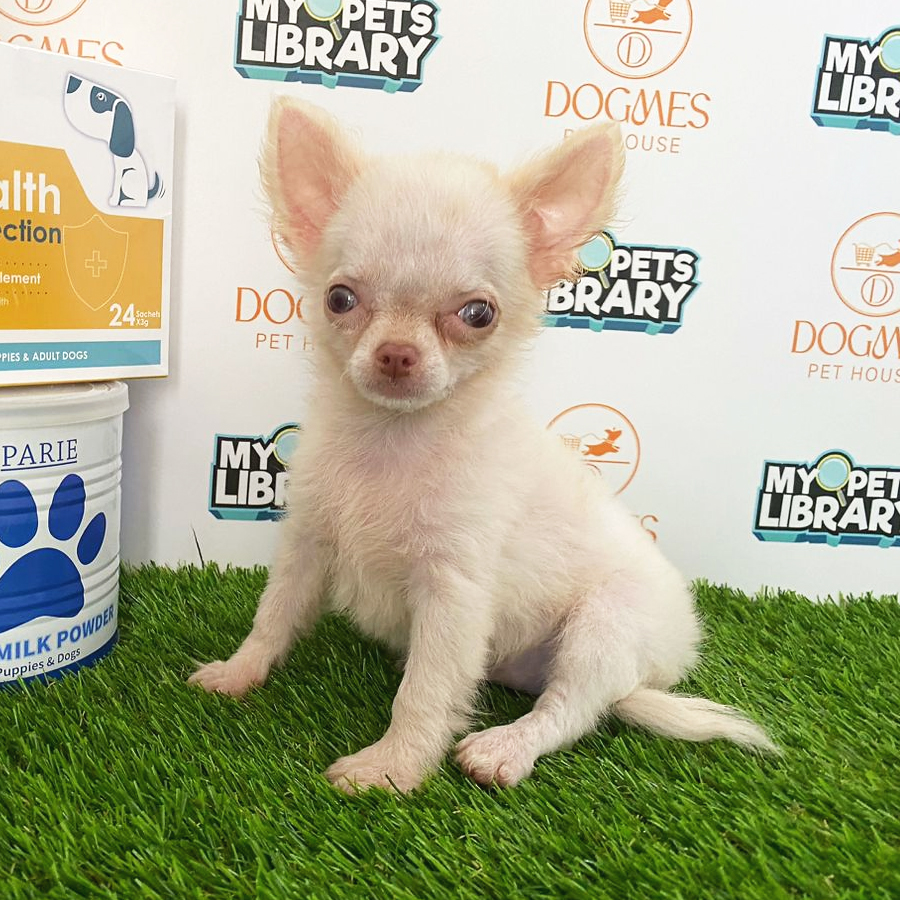 Chihuahua Puppy (Female) For Sale