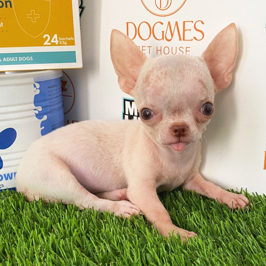 Chihuahua Puppy (Female) For Sale