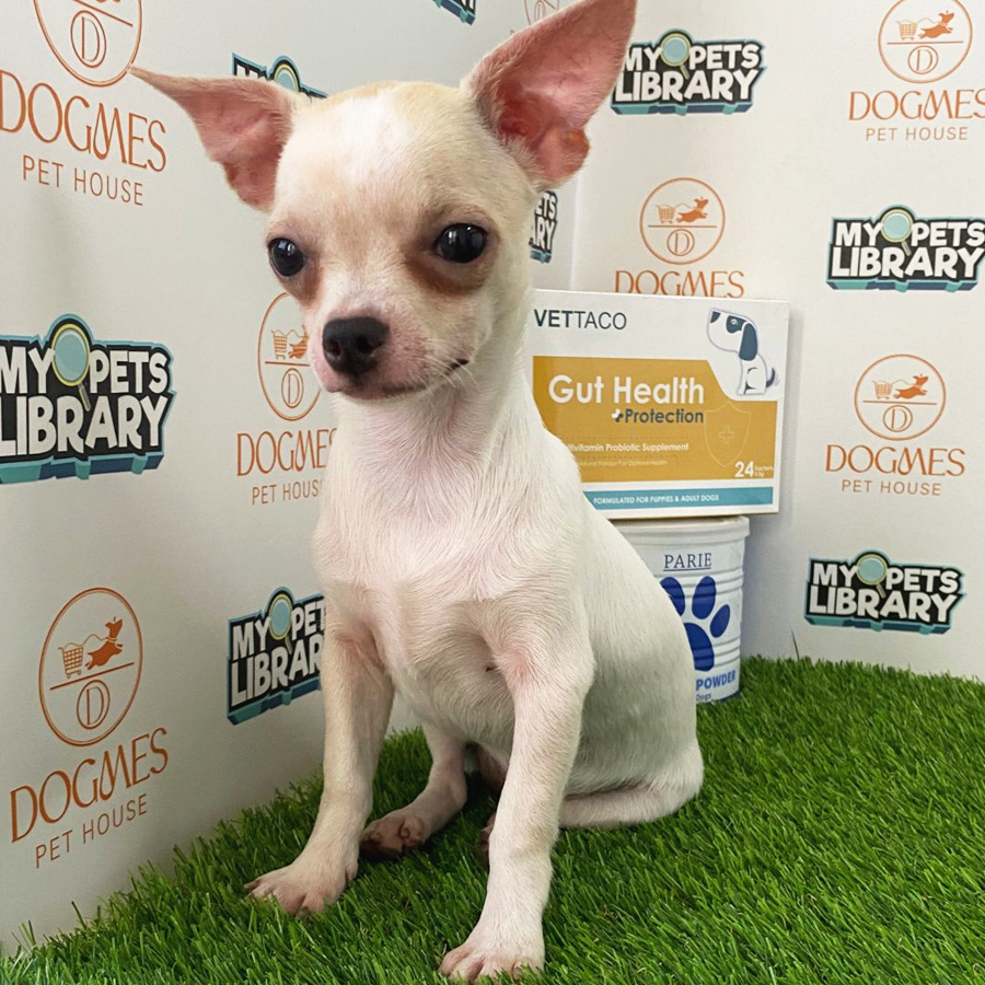 Chihuahua Puppy (Female) For Sale