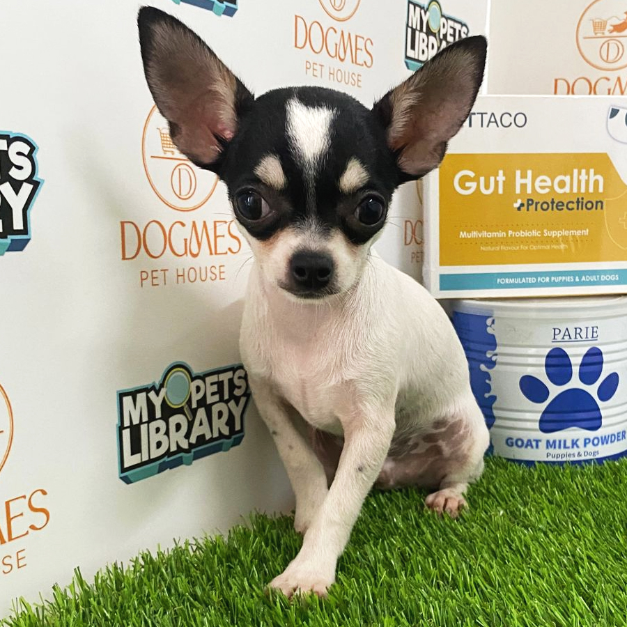 Chihuahua Puppy (Male) For Sale