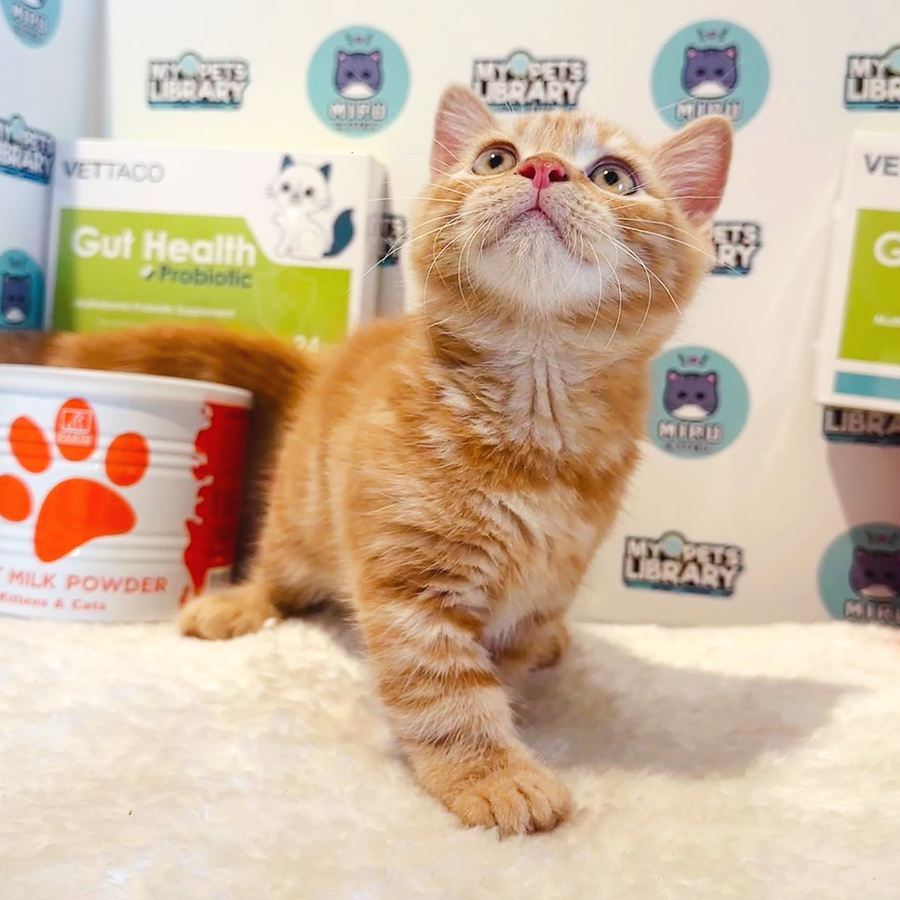 Munchkin British Shorthair Kitten (Male) For Sale
