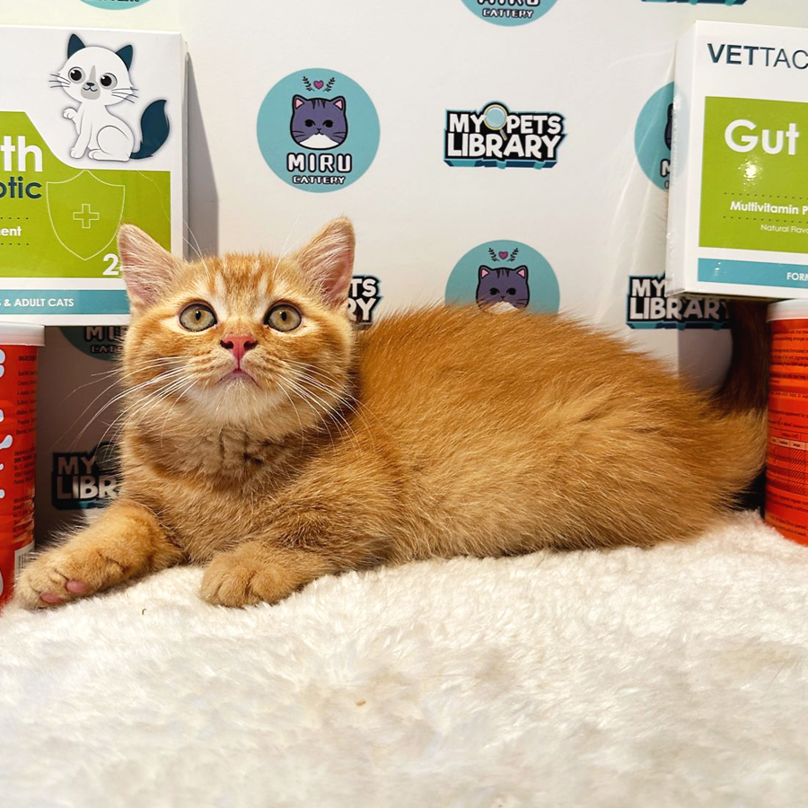 Munchkin British Shorthair Kitten (Female) For Sale