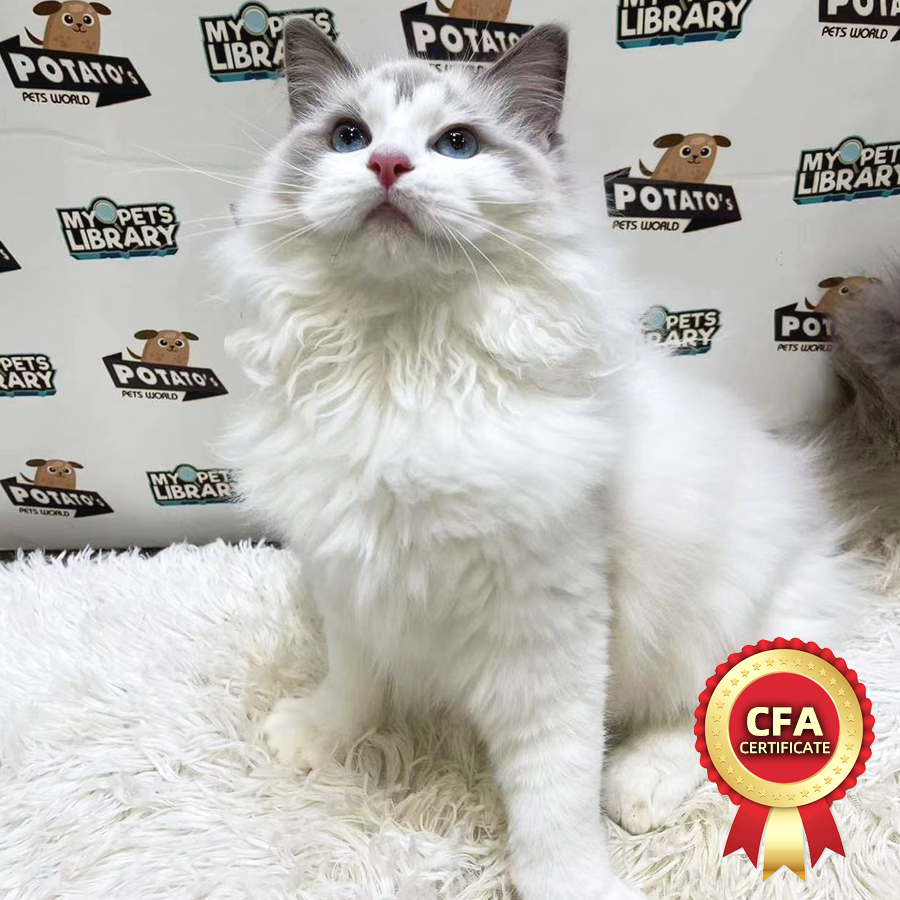 CFA Ragdoll Kitten (Female) For Sale