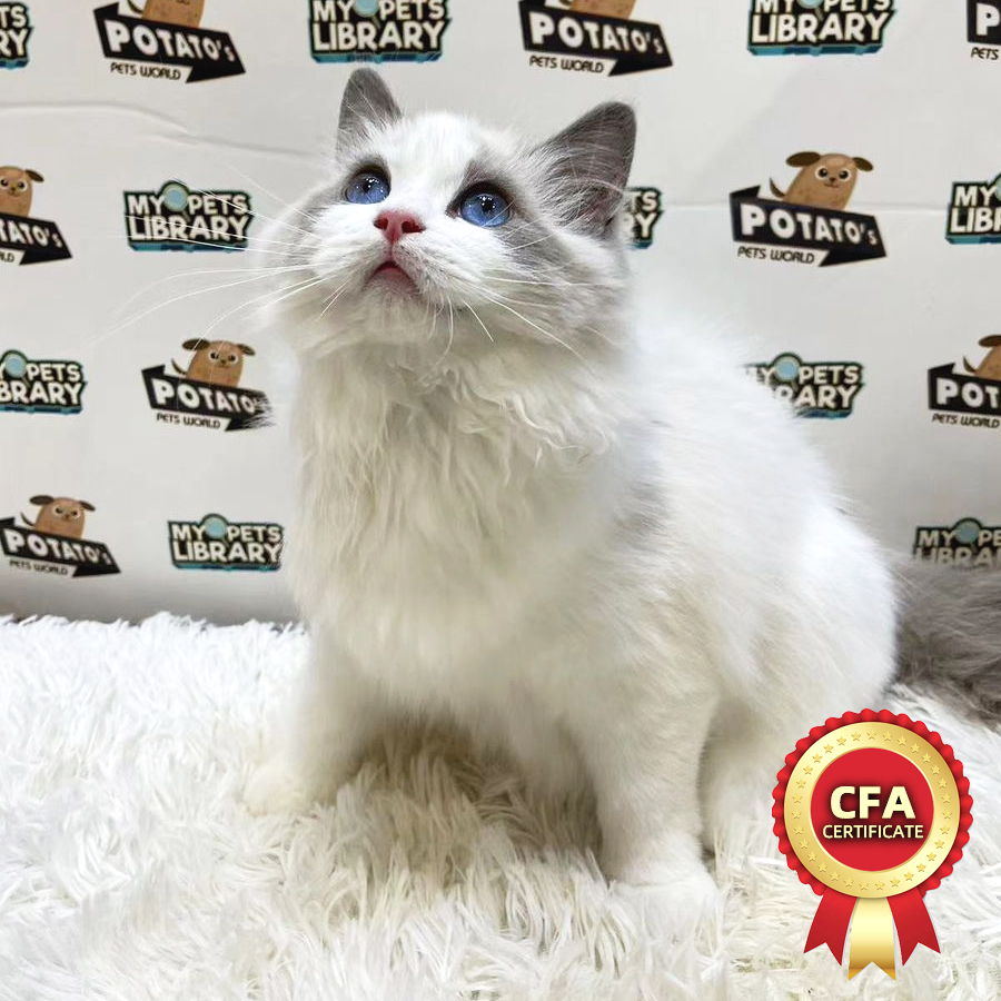 CFA Ragdoll Kitten (Female) For Sale