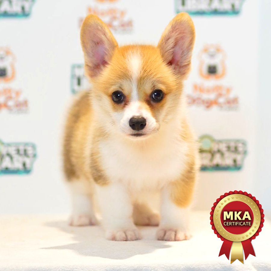 MKA Welsh Corgi Puppy (Female) For Sale