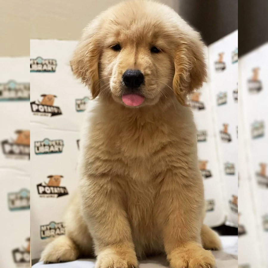 Golden Retriever Puppy (Female) For Sale